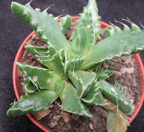 Faucaria tuberculosa - faucaria,