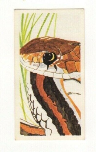 Brooke bond vanishing wildlife - bond,