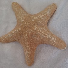 Star fish large - large, natural