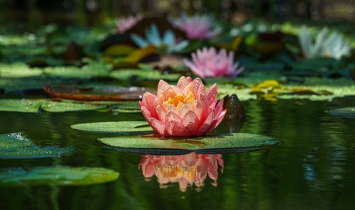 Nymphaea comanche water lily - nymphaea,