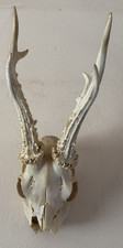 2 Roe Deer Skulls