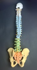 Didactic Flexible Human Spine Model By 3B Scientific  72cm
