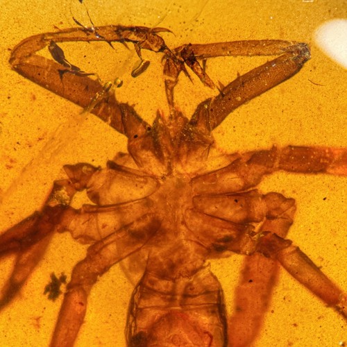 Whip spider scorpion - whip,