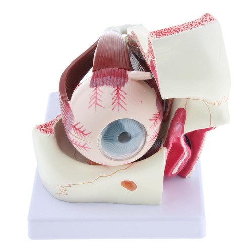Human eye model eyeball - eye,