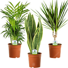 Indoor Plant Mix - 3 Plants - House / Office Live Potted Pot Plant Tree (Mix D)