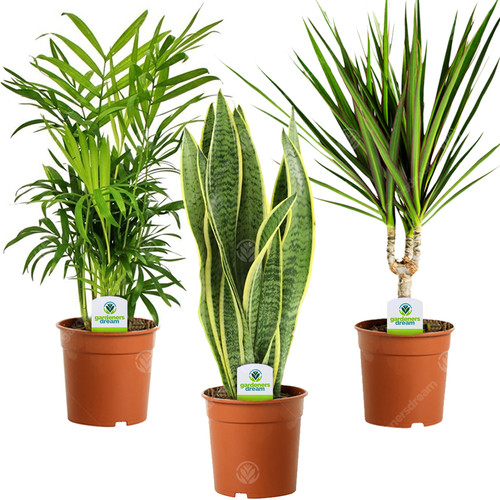 Indoor plant mix plants - mix, 3