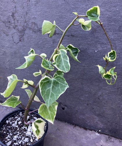 Senecio macroglossus - senecio,