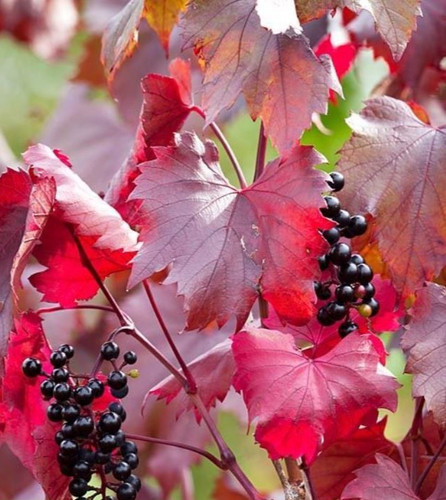 Vitis vinifera spetchley - spetchley, red
