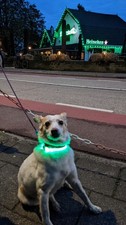 USB-rechargeable glow-in-the-dark dog collar, excellent condition