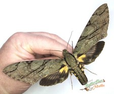 Cocytius lucifer MONSTER Hawk