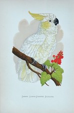 Antique Parrot Print LEMON