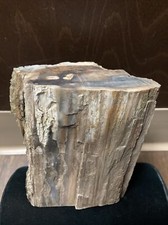 petrified wood log/slab tree fossil art display fresh estate Yard 5 Pounds 6in