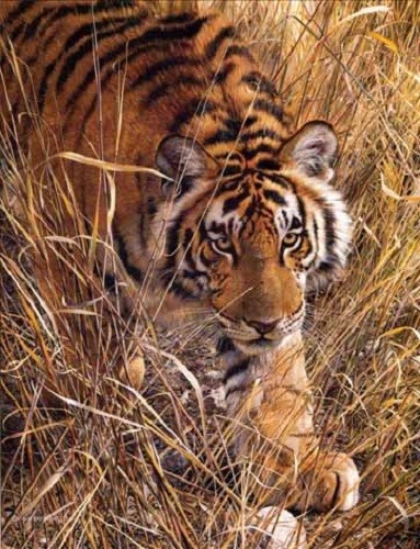 Carl brenders tall grass tiger - grass,