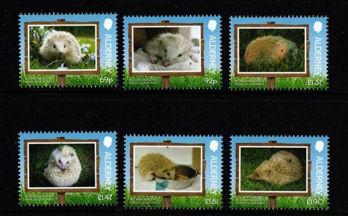 Alderney 2025 blonde hedgehog - alderney,
