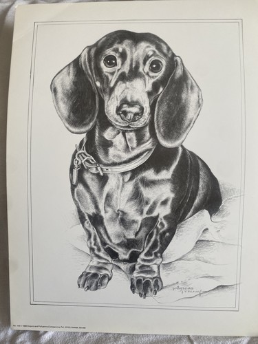 Pollyanna pickering dachshund - pollyanna,