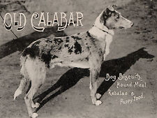 SMOOTH COLLIE OLD DOG FOOD