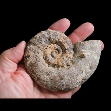 Natural Euaspidoceras