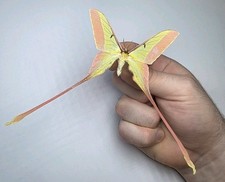 Actias Dubernardi Male