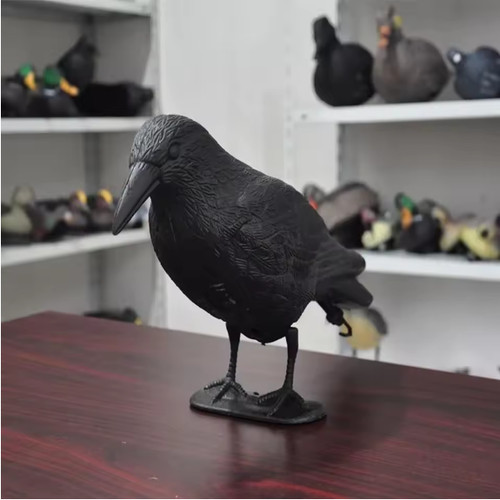 Life size crow - life,