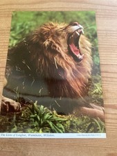 Vintage Postcard The Lions Of