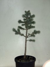 Picea Pungens Colorado Blue