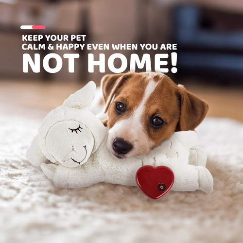 All for paws - little, buddy