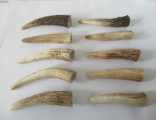 10 STAGSHORN ANTLER TIPS/TINES