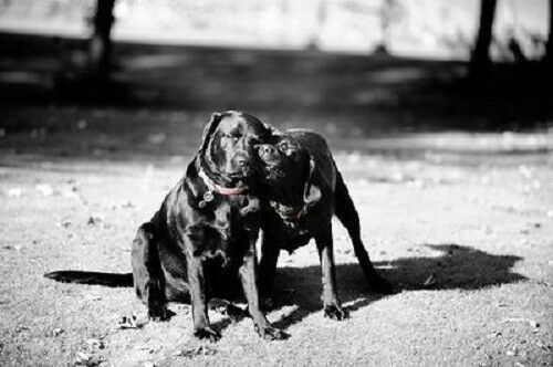 Cute black labrador - , dog