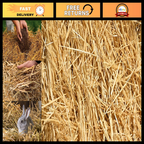 100 natural wheat - natural, straw