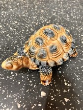 Wade Porcelain Tortoise