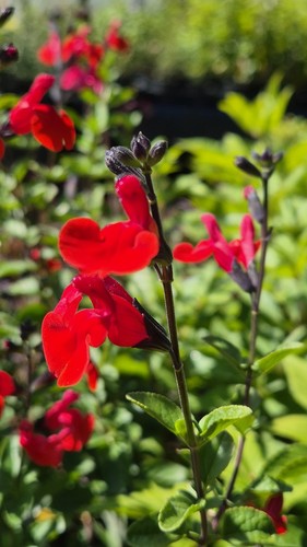 Salvia royal bumble bogof - royal,