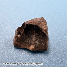 Triceratops Dinosaur