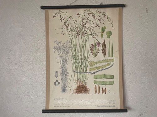 Vintage botanical wall - , chart