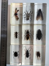 9 x Real Insects In Resin Blocks - Nation Geographic Bugs - Taxidermy - Lot #3