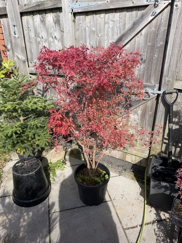 Acer palmatum gwen rose - gwen’s,