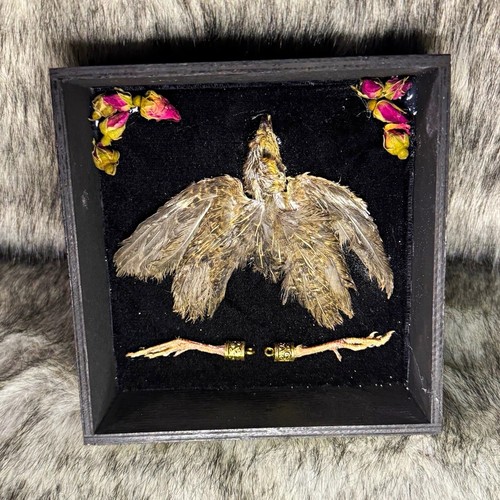 Framed mixed media feather - mixed,