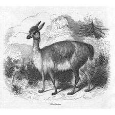 Vicuna - Antique Print 1856