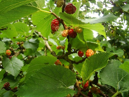 Morus nigra black mulberry - morus,