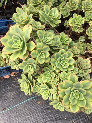 Aeonium starburst cutting - aeonium,