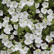 Pack campanula carpatica - pack, x6