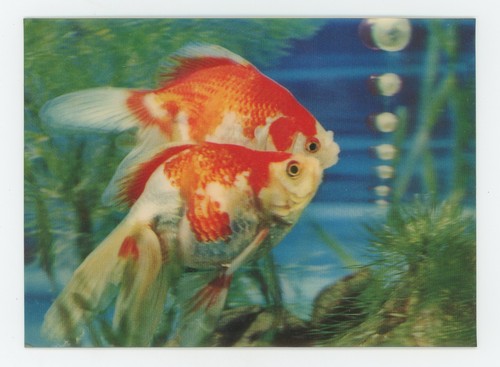 Ryukin goldfish 1960 - ryukin, toppan
