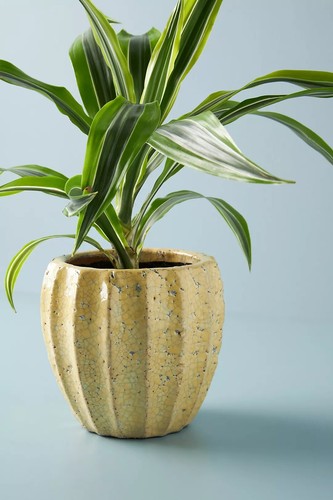 Anthropologie yellow glaze - yellow,