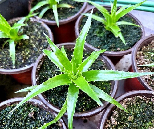 Puya chilensis terrestrial - puya,