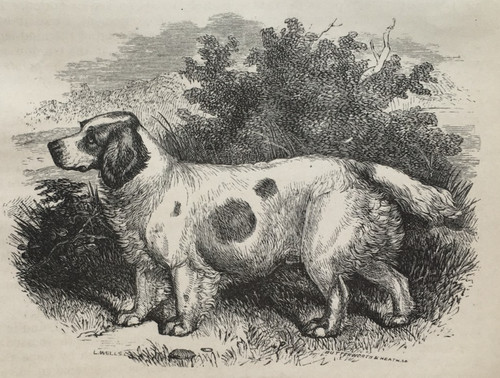 Clumber spaniel dog - spaniel, antique