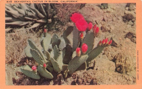 Beavertail cactus bloom in - cactus,