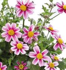 6 Trailing Bidens  Pink