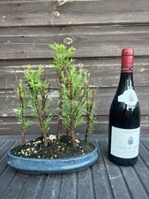 Bonsai Tree's Dawn Redwood