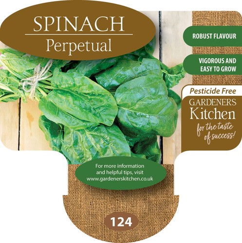 Spinach plants perpetual 6 - -, 'perpetual'