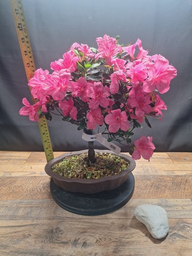 Real flowering azalea bonsai - real,