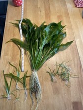 Amazon Sword , Vallisneria